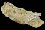 Unidentified, Partial Dinosaur Bone - Aguja Formation, Texas #116732-3